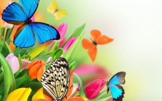 Blue Butterfly Background Wallpaper HD With Resolution 1920X1080