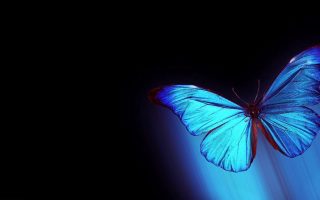 Blue Butterfly Desktop Backgrounds With Resolution 1920X1080