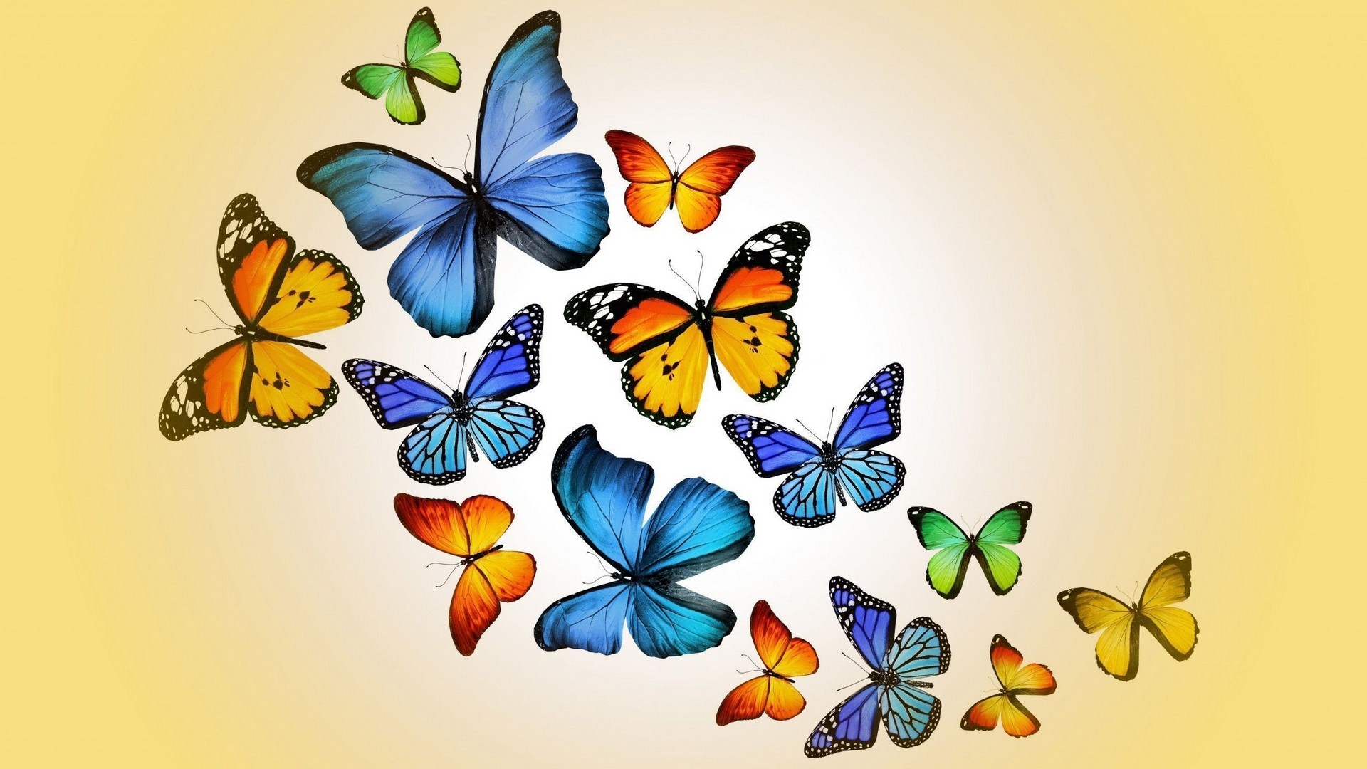 Blue Butterfly HD Wallpaper 1920x1080