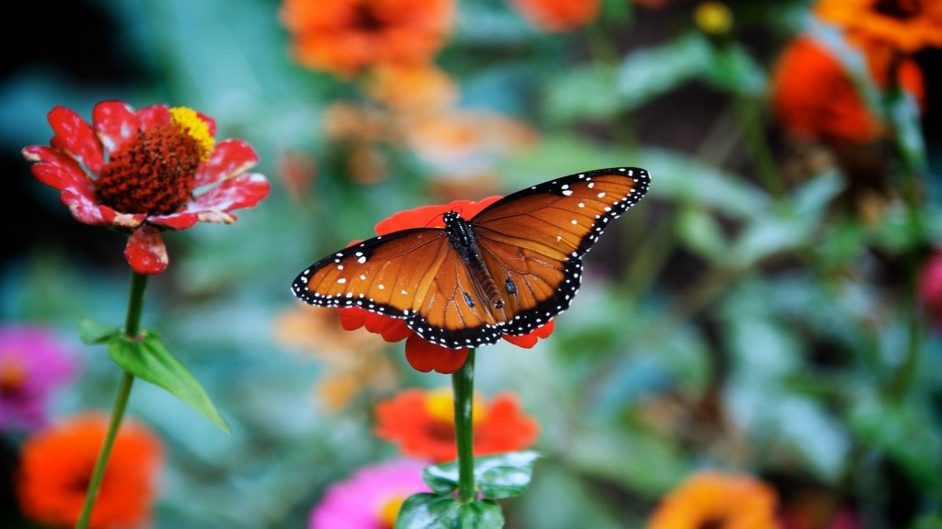 Butterfly HD Backgrounds 1920x1080