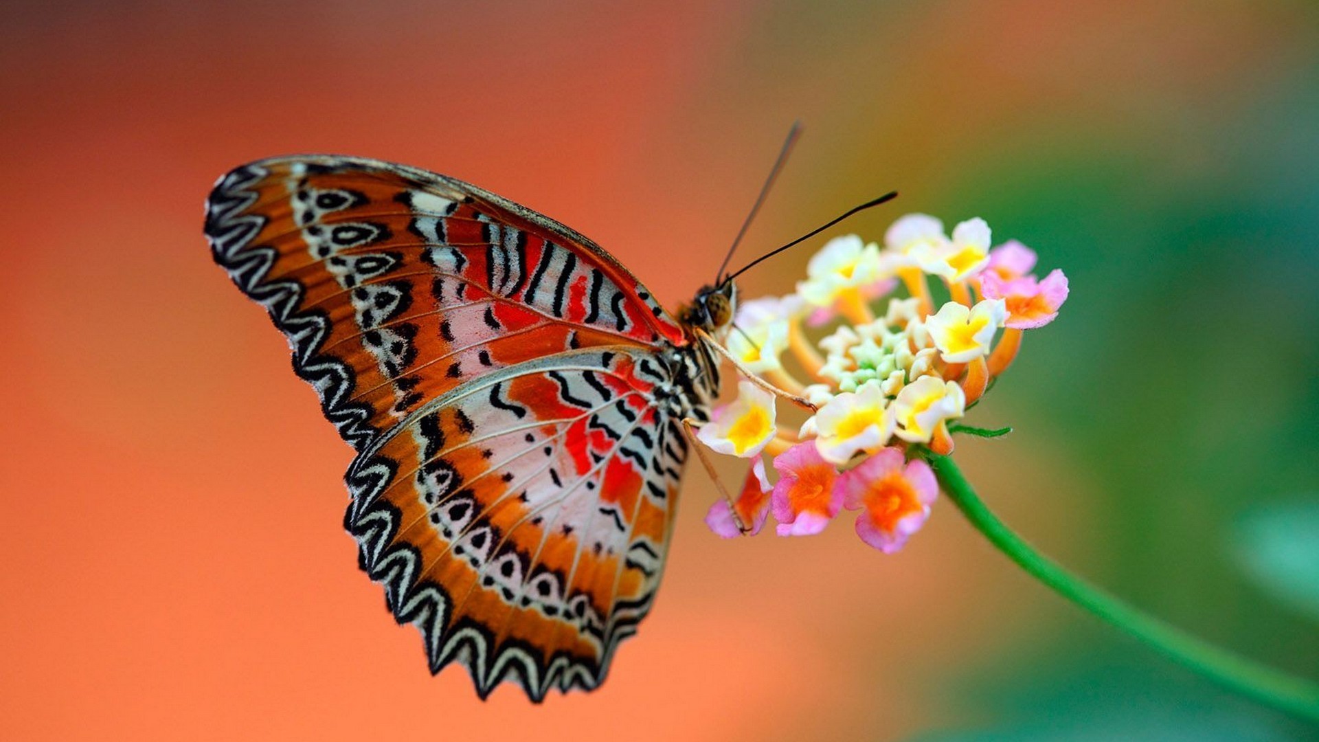 Butterfly HD Wallpaper With Resolution 1920X1080