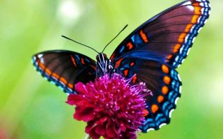 Butterfly Pictures Desktop Backgrounds With Resolution 1920X1080