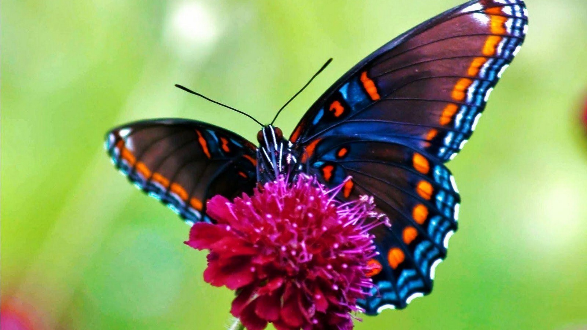 Butterfly Pictures Desktop Backgrounds With Resolution 1920X1080