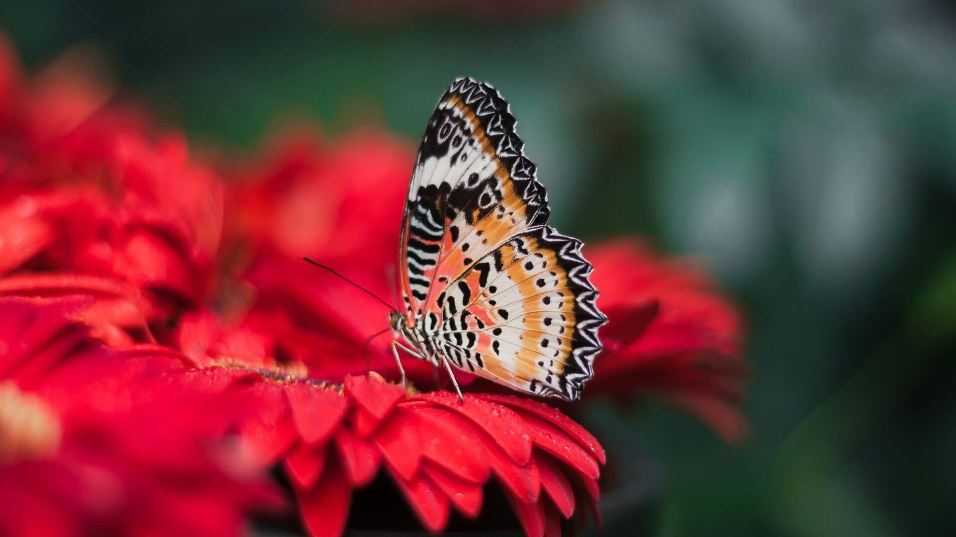 Butterfly Pictures HD Backgrounds With Resolution 1920X1080