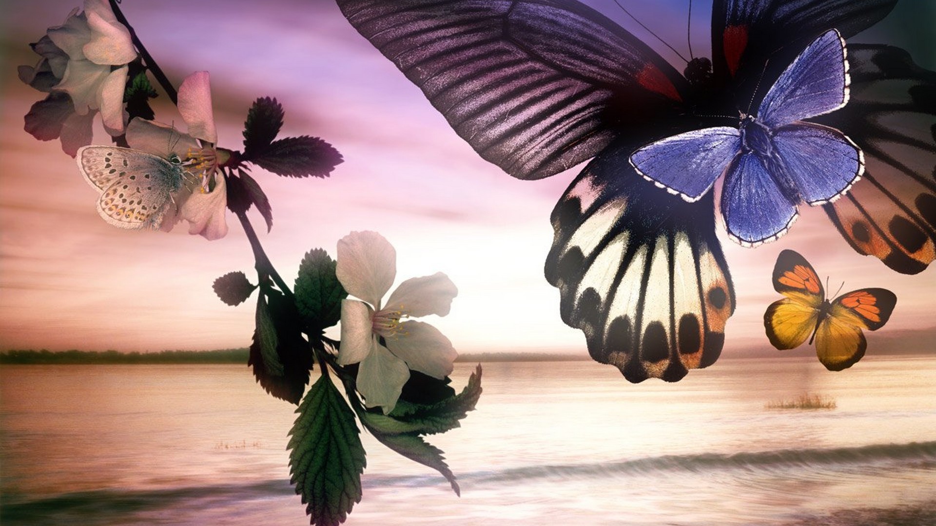 Butterfly Pictures Wallpaper HD With Resolution 1920X1080