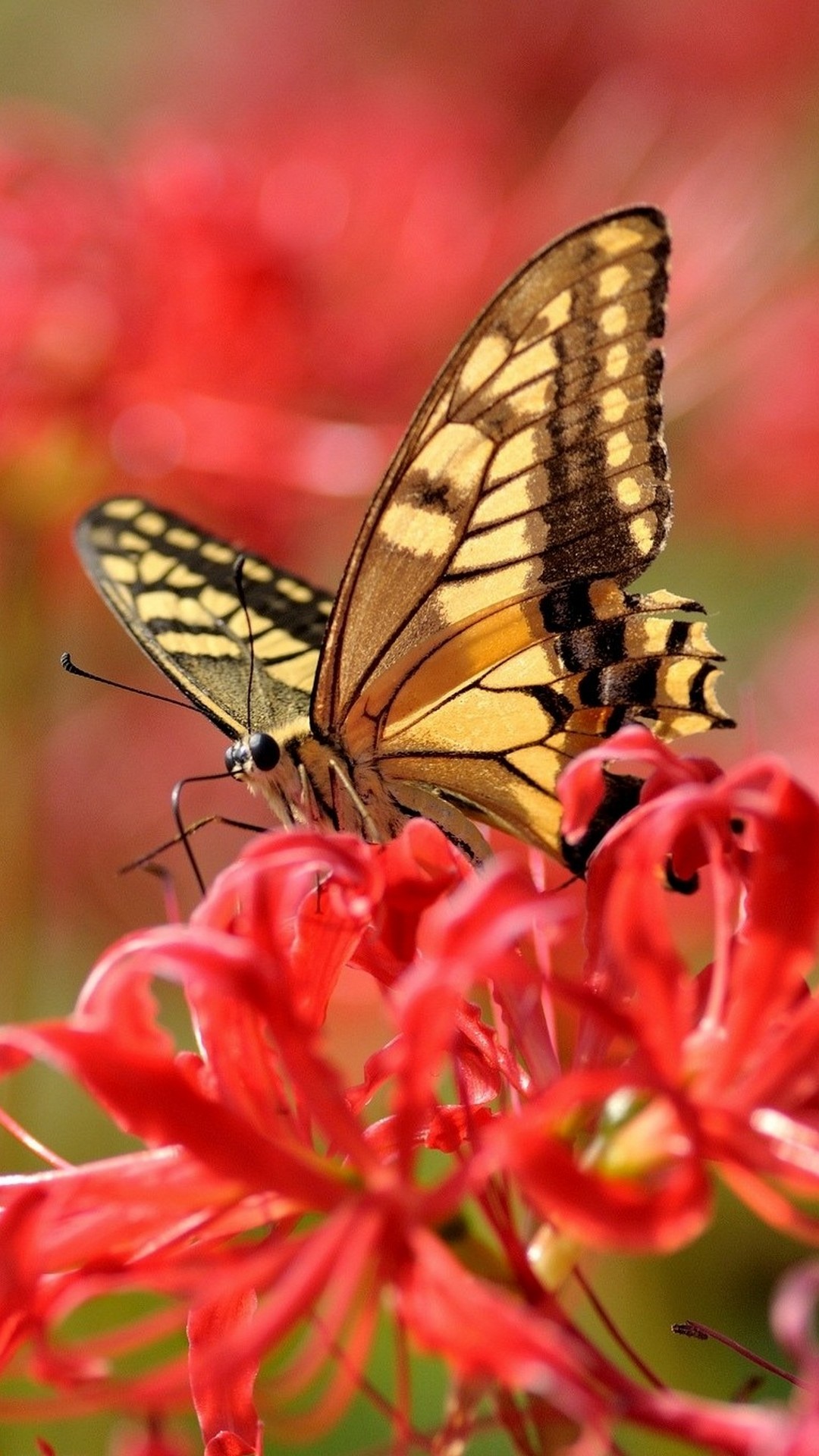 Butterfly iPhone 6 Wallpaper 1080x1920