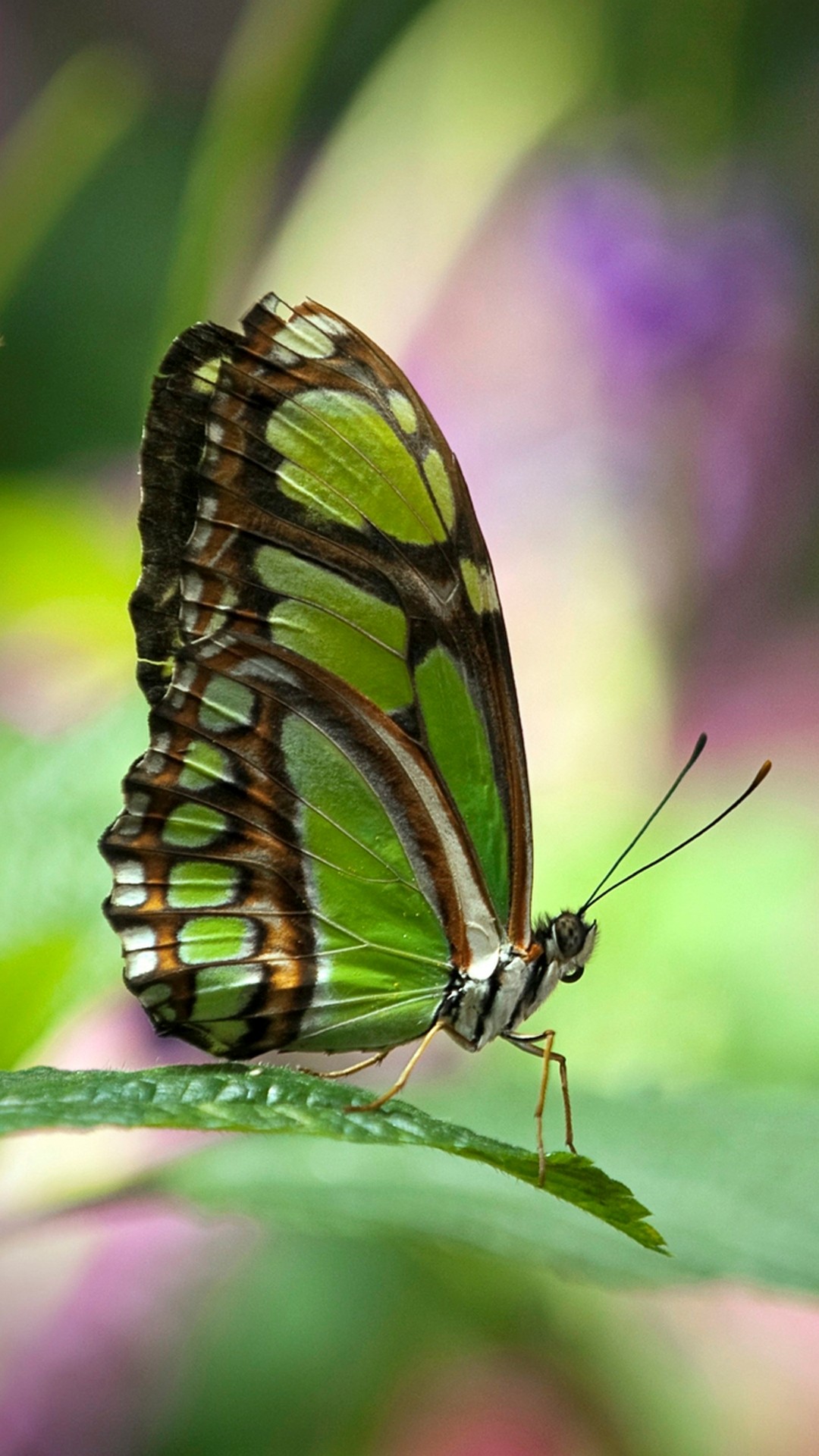 Butterfly iPhone X Wallpaper With Resolution 1080X1920