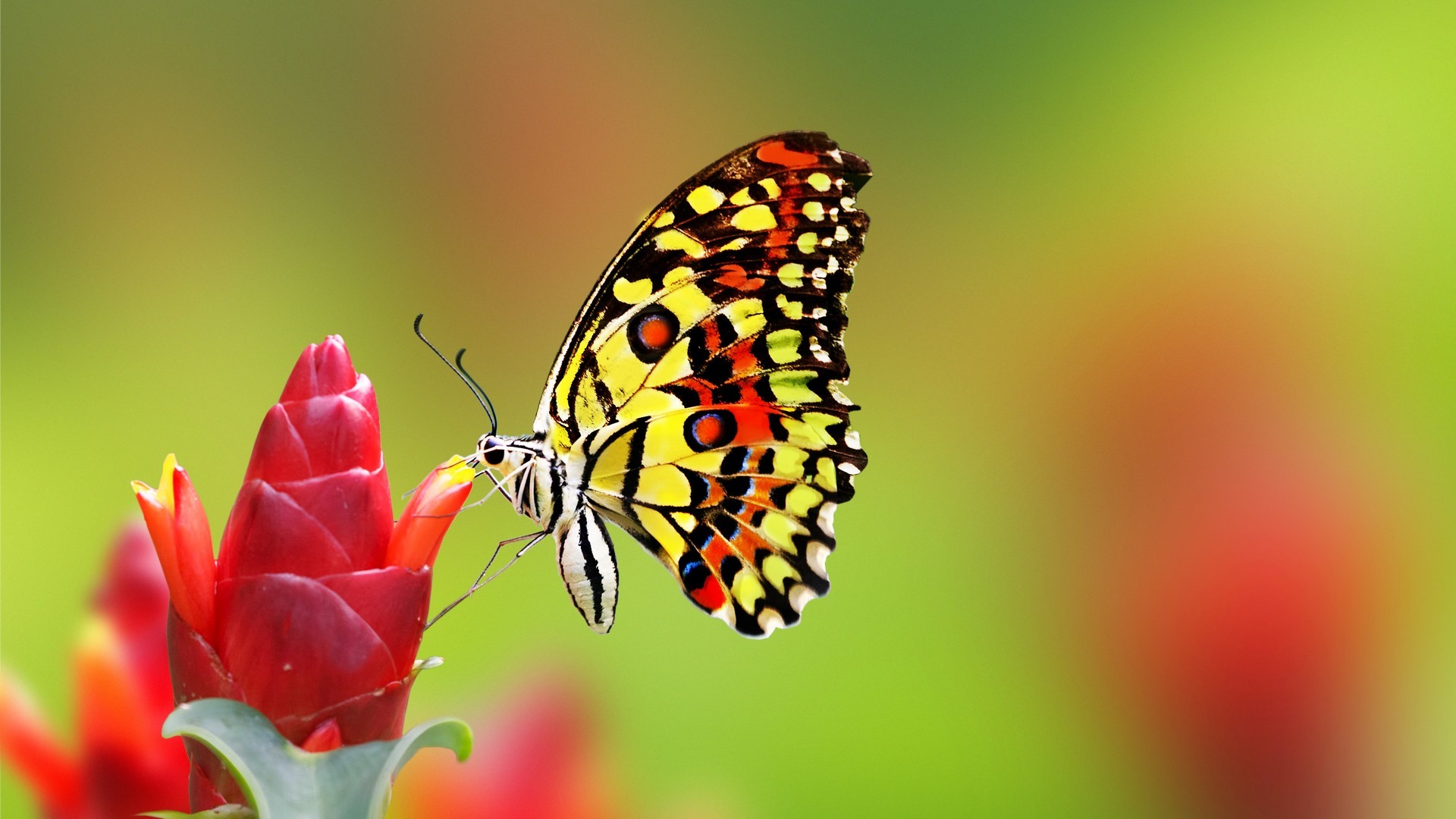 Cute Butterfly Background Wallpaper HD With Resolution 1920X1080