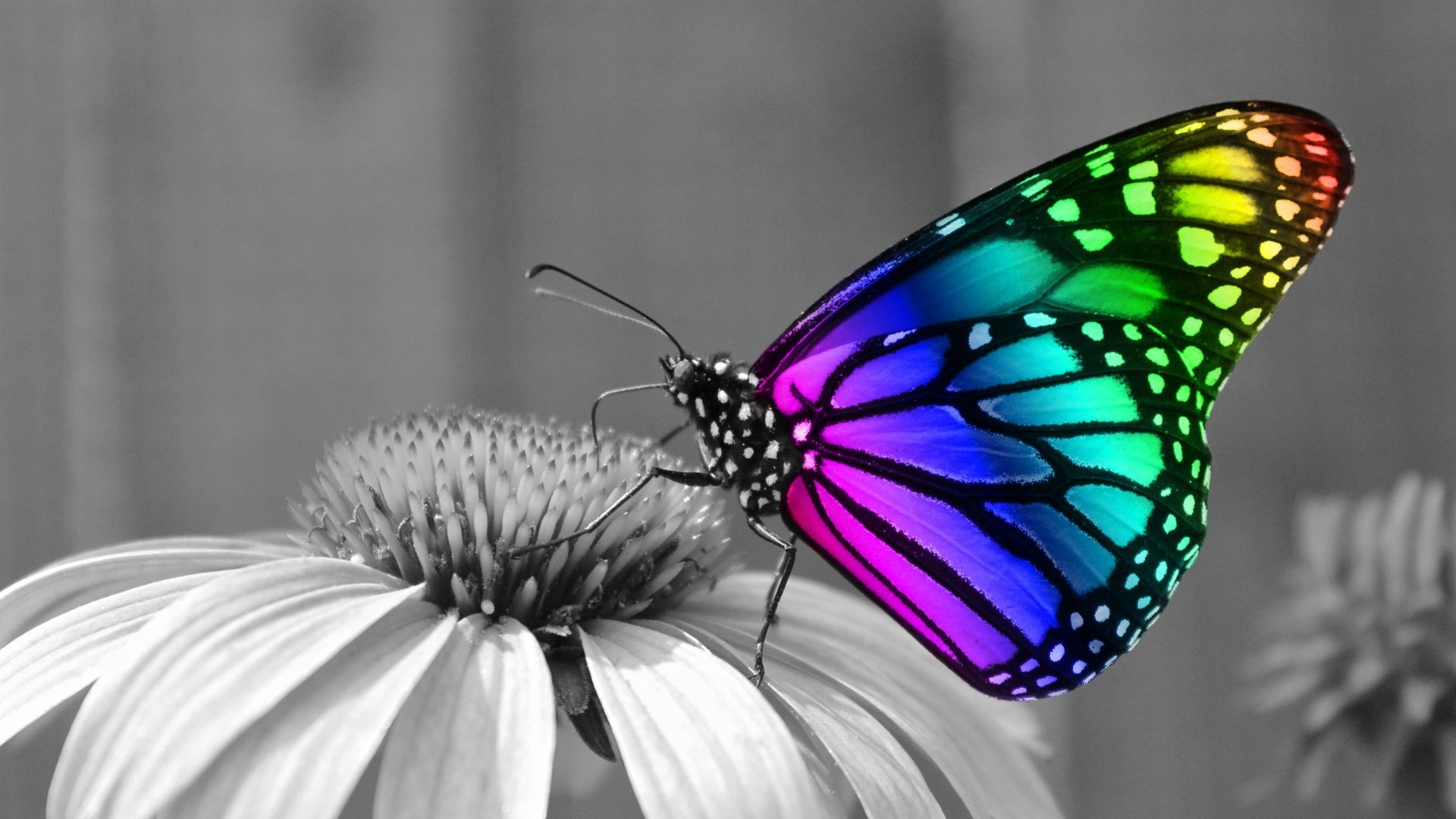 Cute Butterfly HD Wallpaper With Resolution 1920X1080