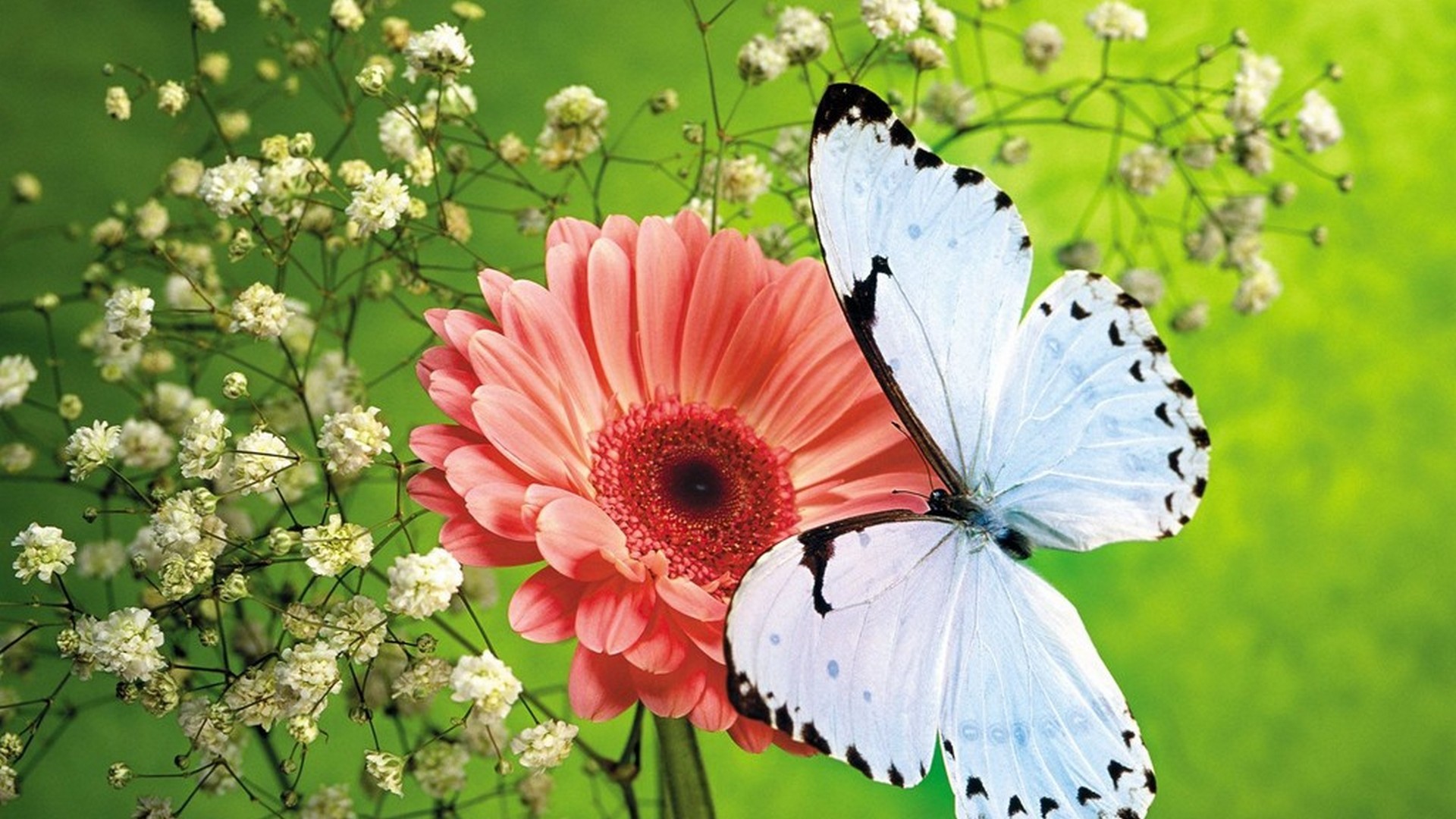 Cute Butterfly Wallpaper HD 1920x1080