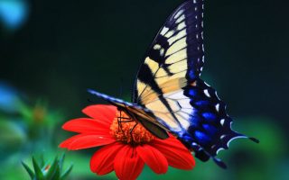 HD Wallpaper Butterfly Pictures With Resolution 1920X1080