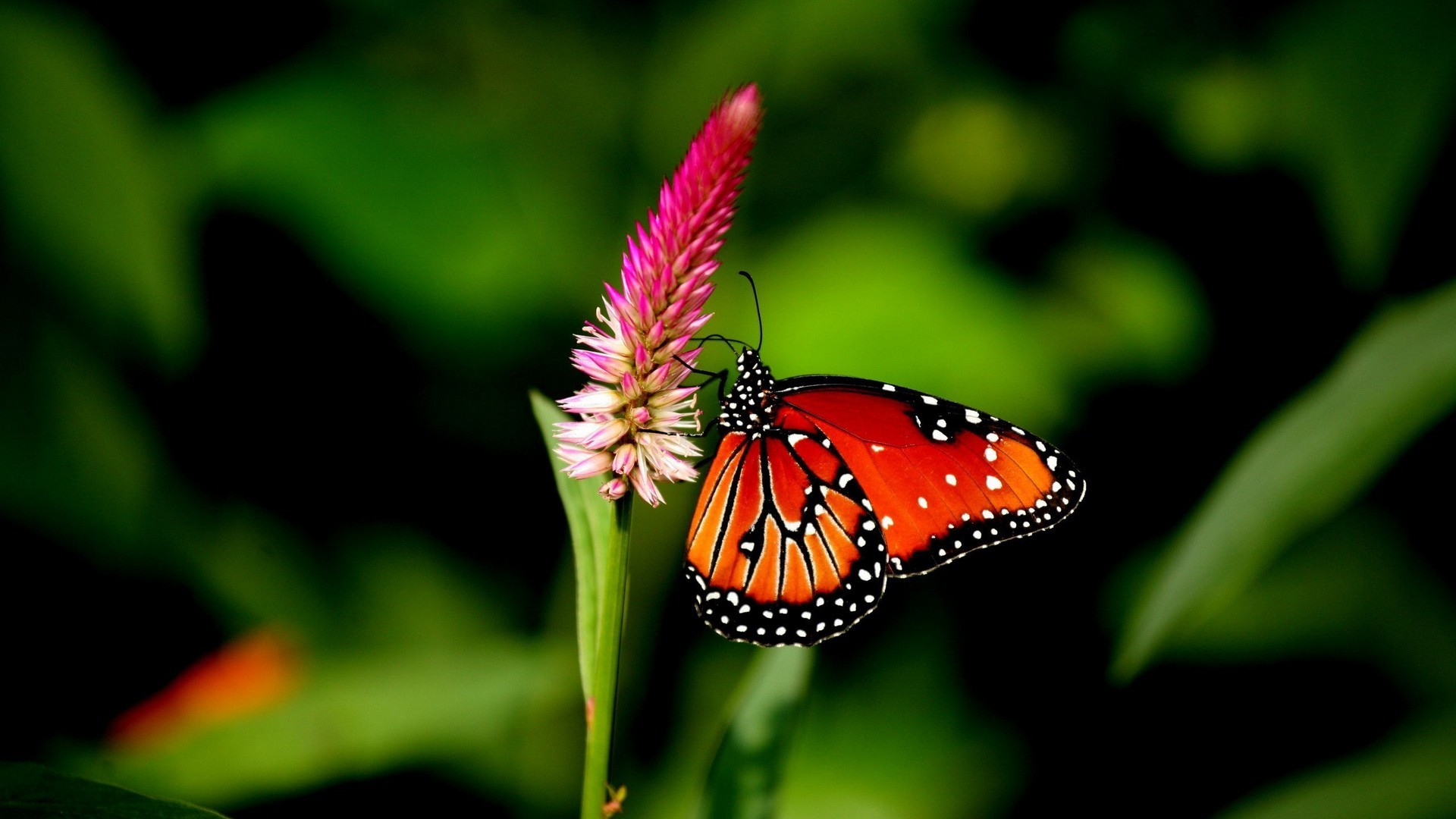 HD Wallpaper Cute Butterfly With Resolution 1920X1080