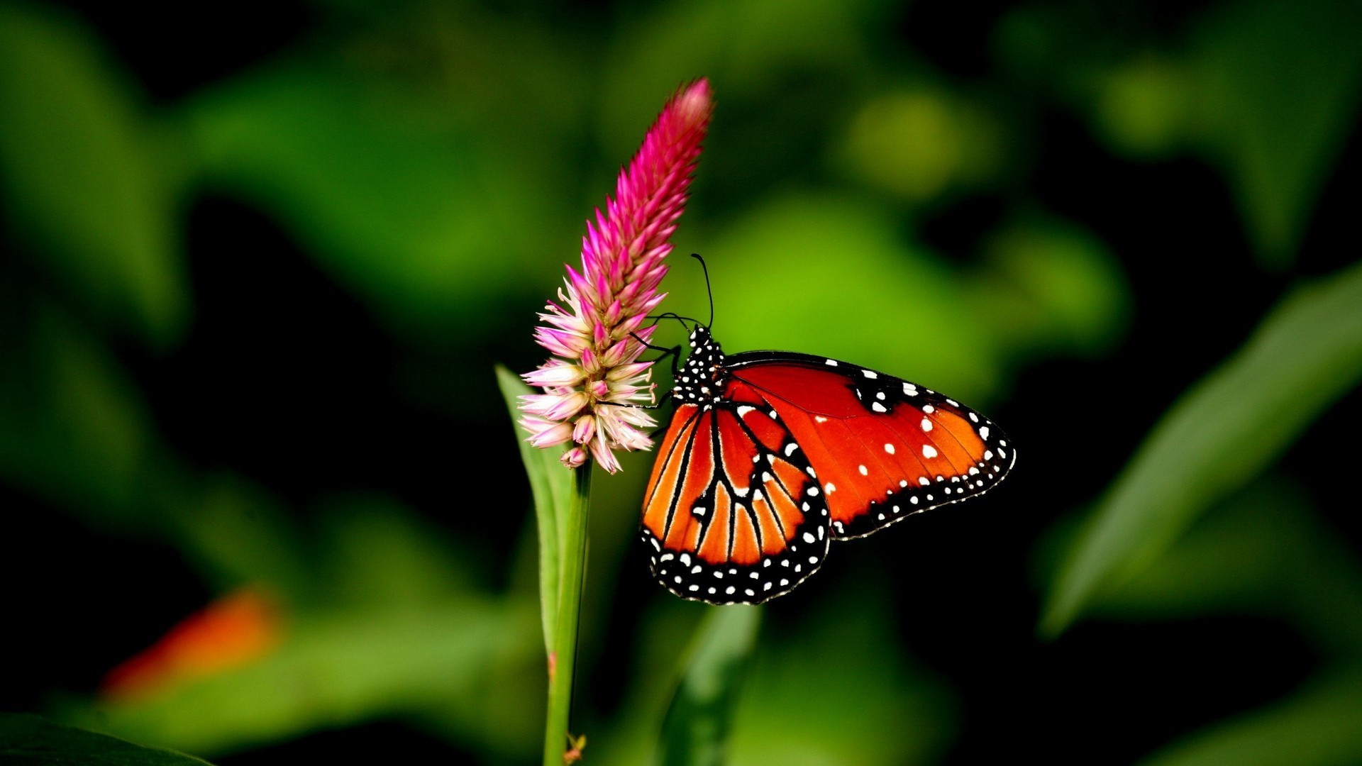 HD Wallpaper Cute Butterfly | 2021 Live Wallpaper HD