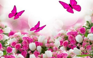 Pink Butterfly Background Wallpaper HD With Resolution 1920X1080