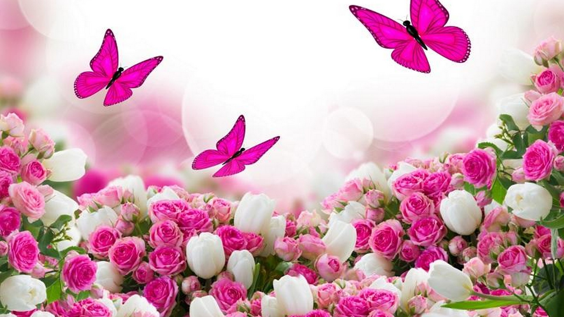 Pink Butterfly Background Wallpaper HD With Resolution 1920X1080