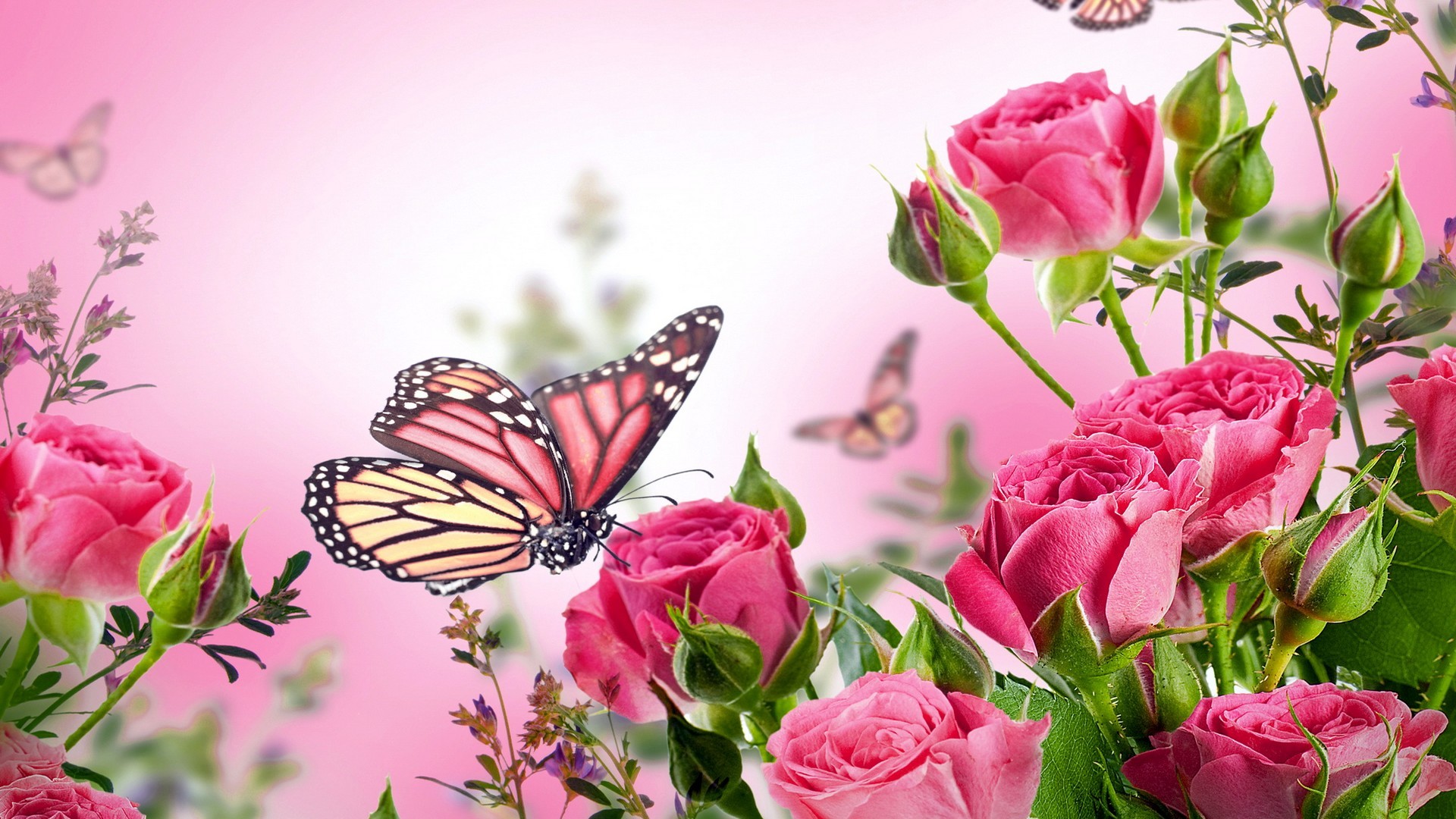 Pink Butterfly Wallpaper HD With Resolution 1920X1080