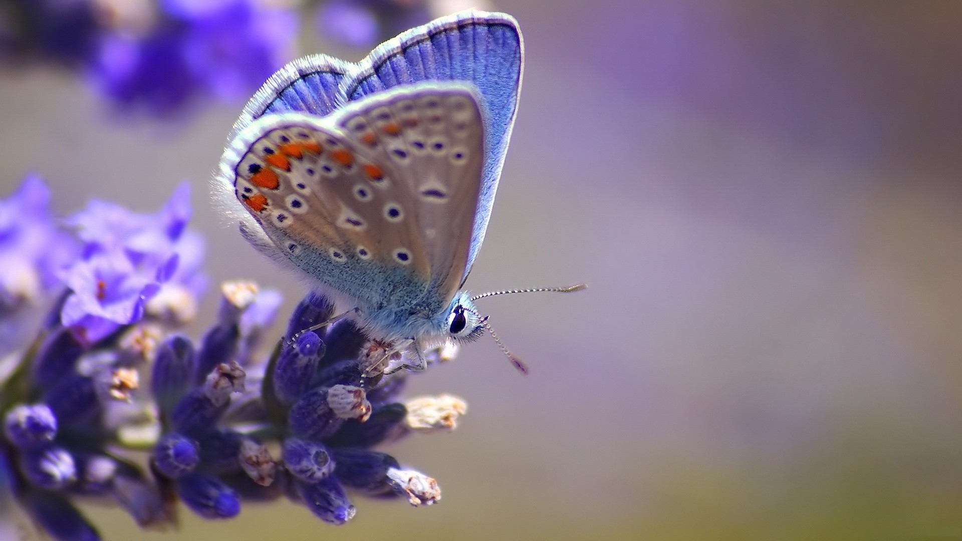 Wallpaper Blue Butterfly HD 1920x1080