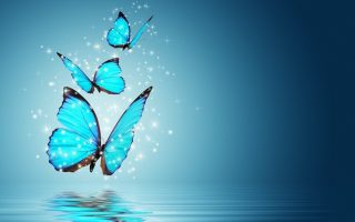 Wallpaper HD Blue Butterfly With Resolution 1920X1080