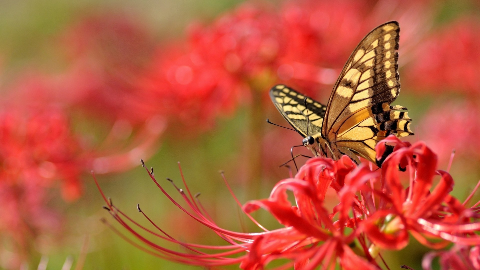 Wallpaper HD Butterfly Pictures With Resolution 1920X1080