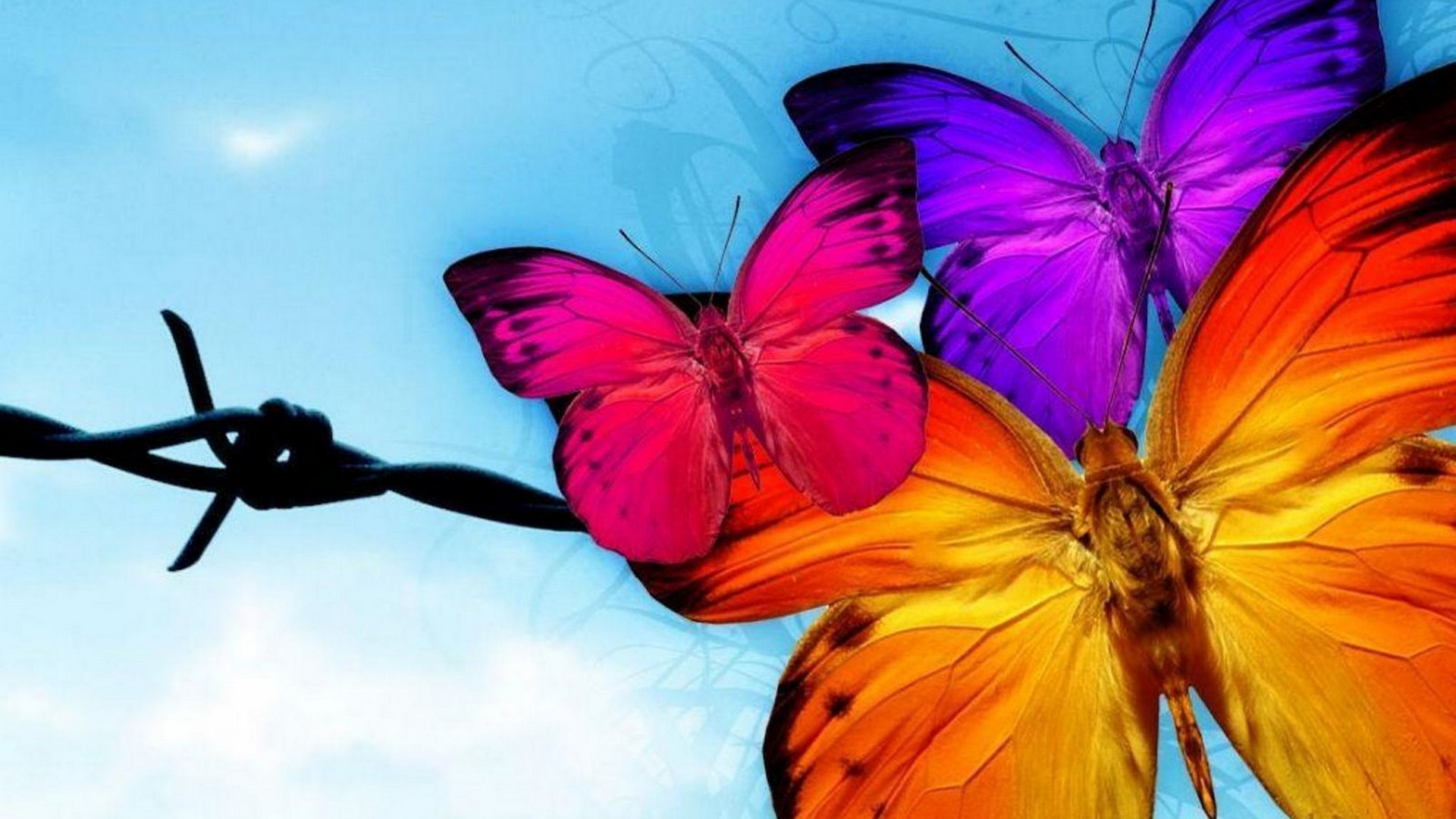 Wallpaper HD Butterfly With Resolution 1920X1080