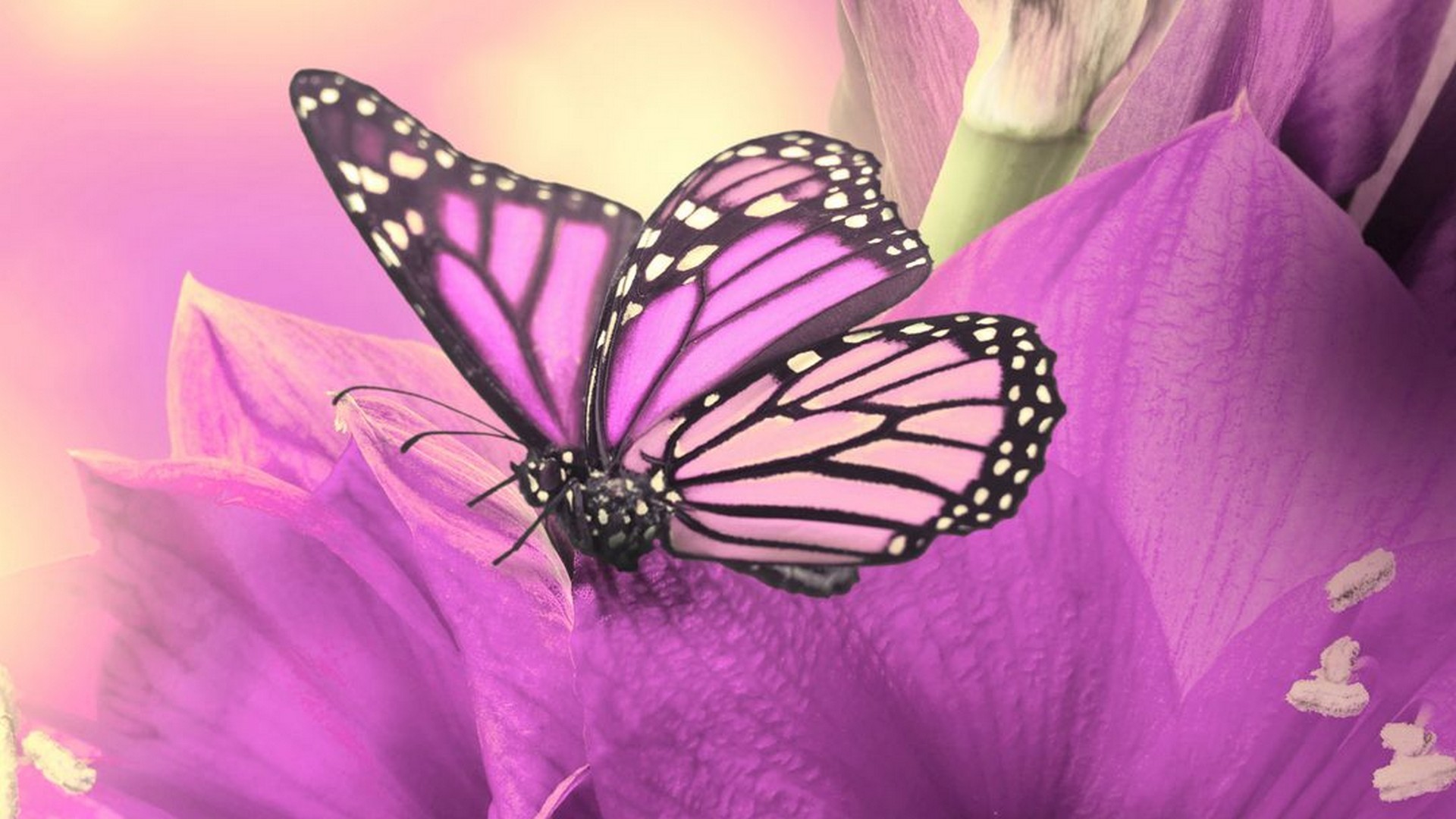 Wallpaper HD Cute Butterfly With Resolution 1920X1080
