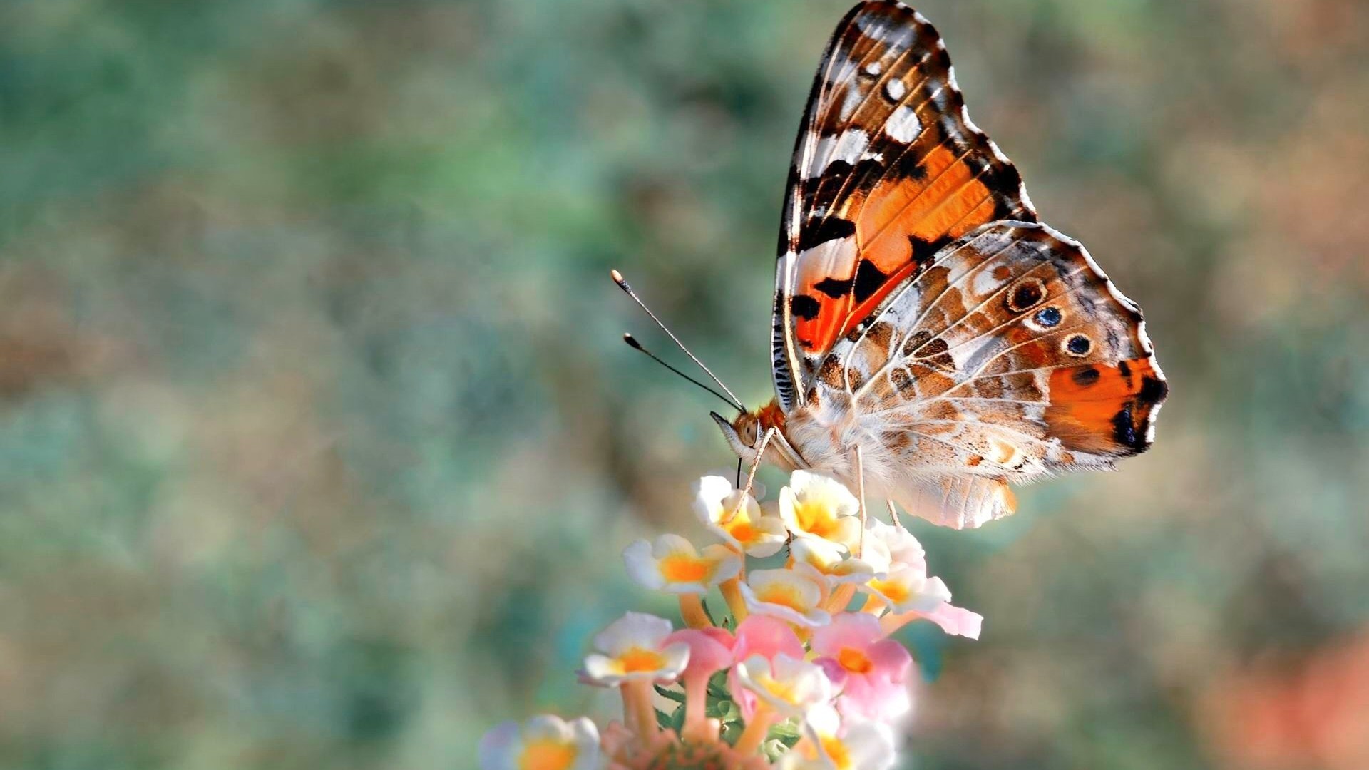 Wallpapers Computer Butterfly Pictures 1920x1080