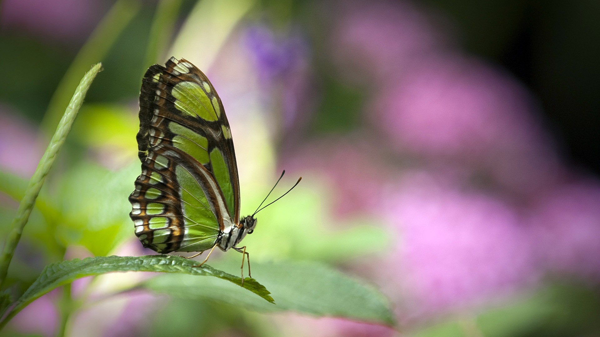 Wallpapers Computer Butterfly 1920x1080