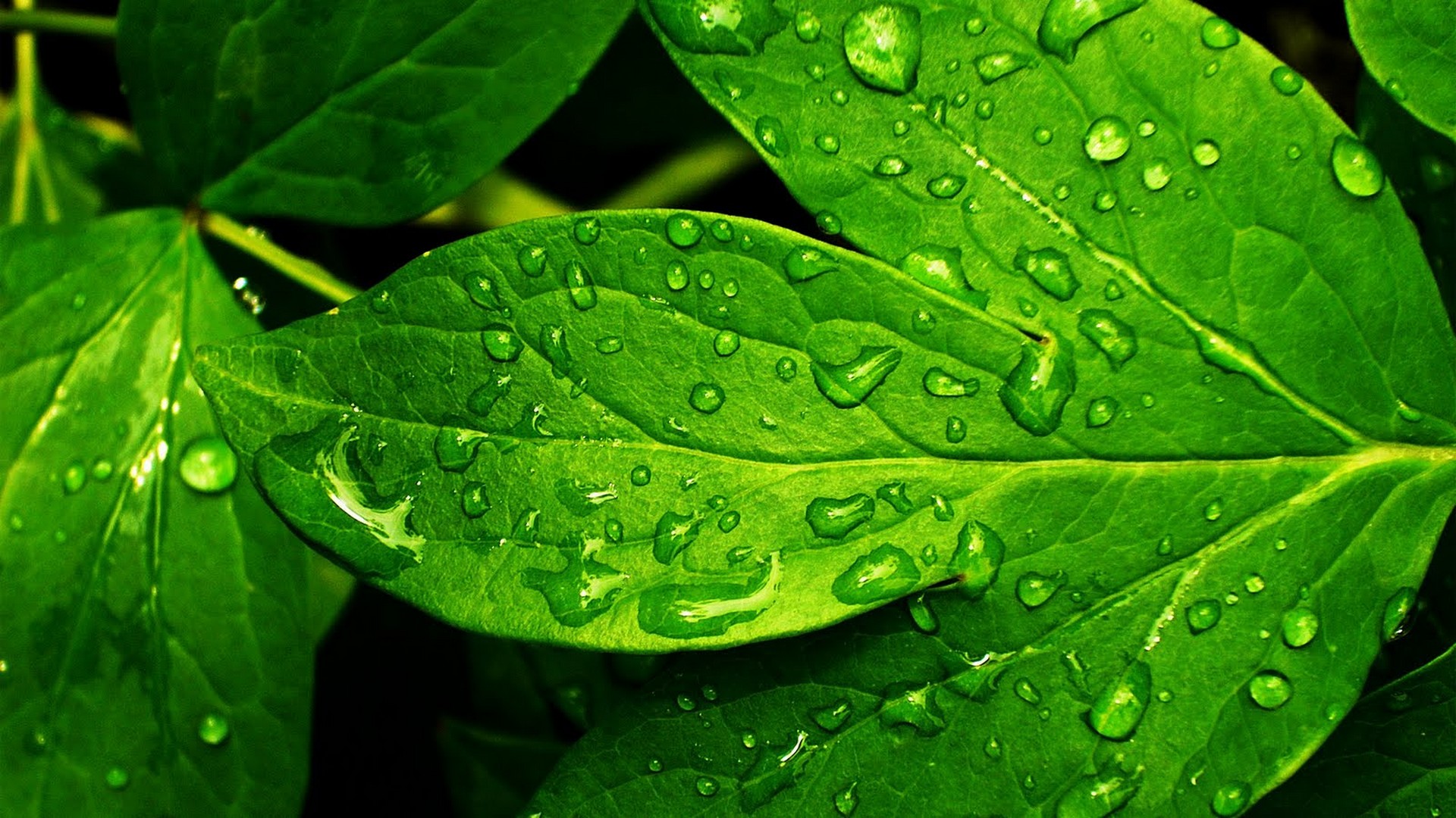 Green Leaf Background Wallpaper HD with image resolution 1920x1080 pixel. You can make this wallpaper for your Desktop Computer Backgrounds, Mac Wallpapers, Android Lock screen or iPhone Screensavers