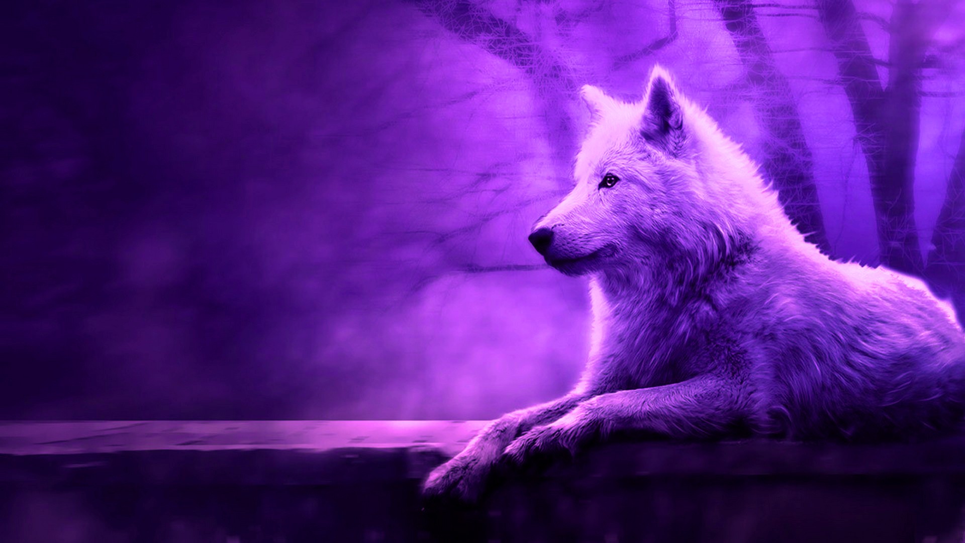 wolf wallpaper live