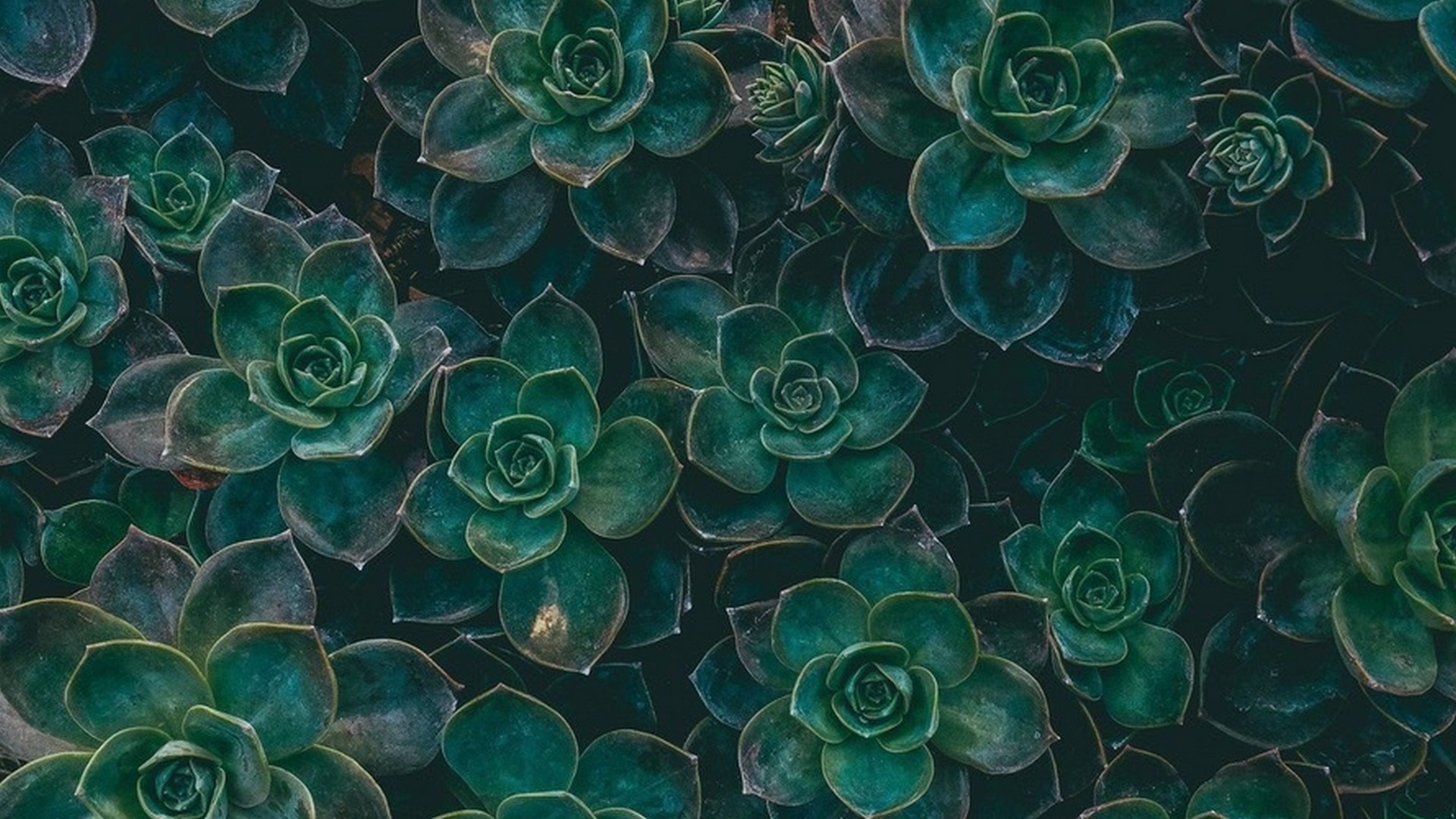 Aesthetic wallpaper green