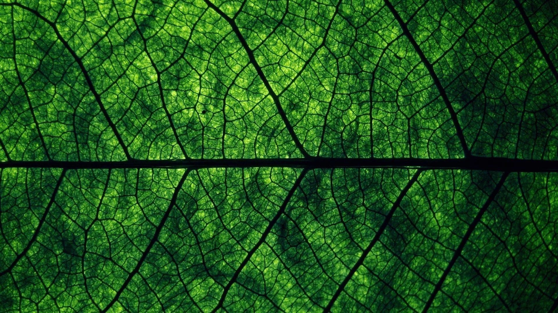 Wallpaper Green Aesthetic HD With high-resolution 1920X1080 pixel. You can use this wallpaper for your Desktop Computer Backgrounds, Mac Wallpapers, Android Lock screen or iPhone Screensavers and another smartphone device