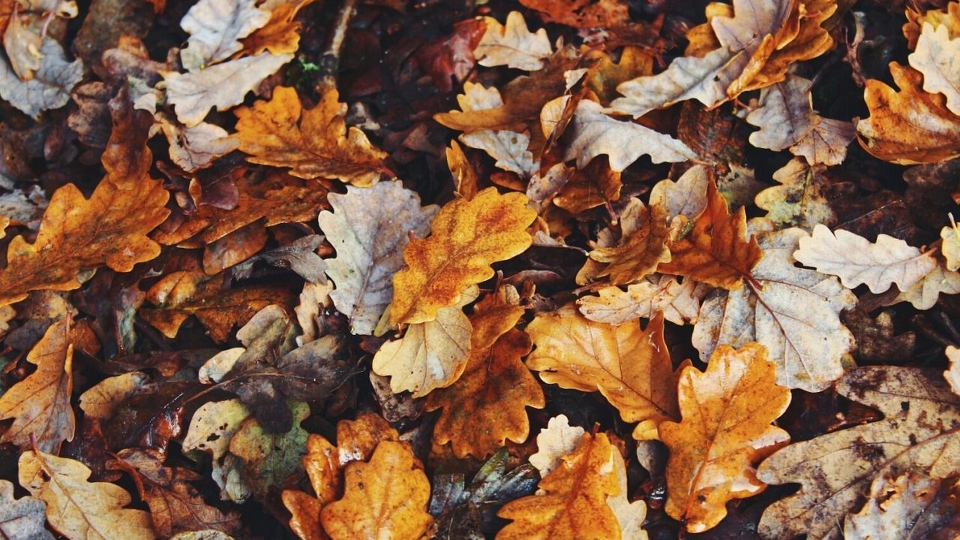 Fall Aesthetic Wallpaper HD with high-resolution 1920x1080 pixel. You can use this wallpaper for your Desktop Computer Backgrounds, Mac Wallpapers, Android Lock screen or iPhone Screensavers and another smartphone device