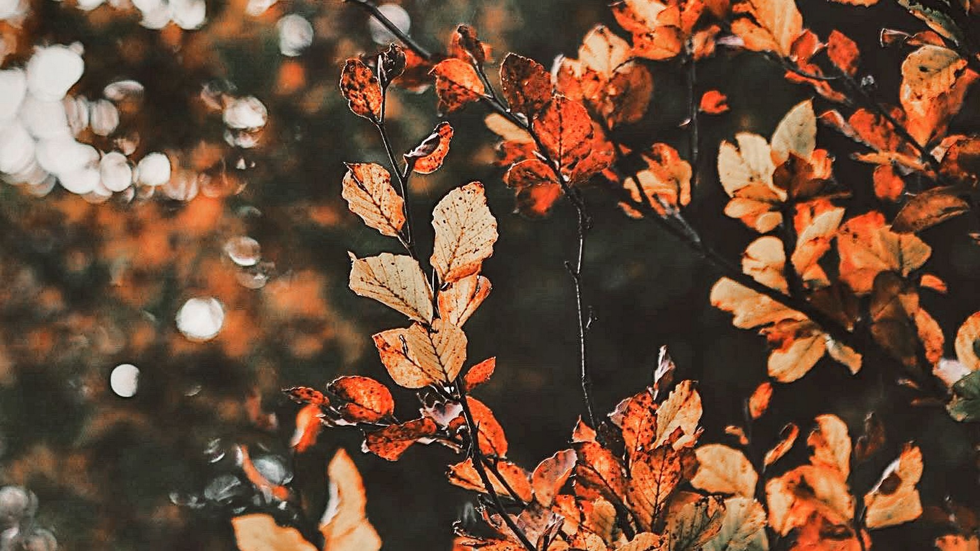 Wallpaper HD Fall Aesthetic With high-resolution 1920X1080 pixel. You can use this wallpaper for your Desktop Computer Backgrounds, Mac Wallpapers, Android Lock screen or iPhone Screensavers and another smartphone device