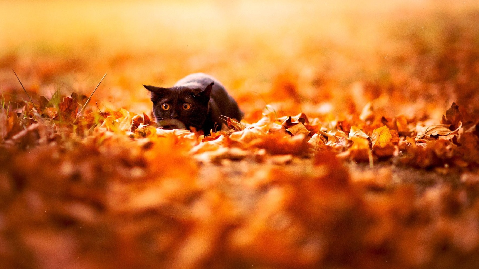 Best Cute Fall Wallpaper With high-resolution 1920X1080 pixel. You can use this wallpaper for your Desktop Computer Backgrounds, Mac Wallpapers, Android Lock screen or iPhone Screensavers and another smartphone device